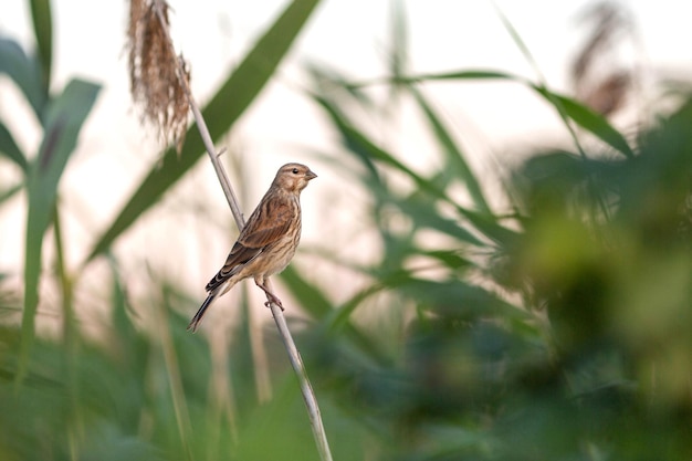 Bunting Emberiza calandra sitting on the twig in the grass