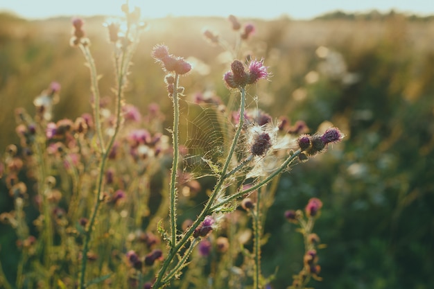 burdock flower in the sun