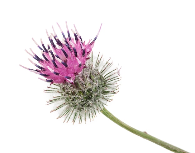 Burdock flower