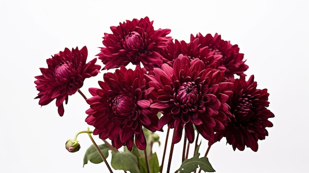 Burgundy chrysanthemum makes on a white foundation AI Generated