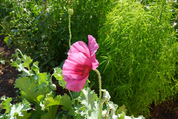 Burgundy poppy on a background of green kochia. Flowering plant in the garden. Poppy flower.