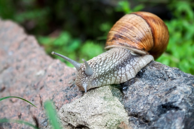 Burgundy snail (Helix pomatia) or escargot in natural environment. Closeup