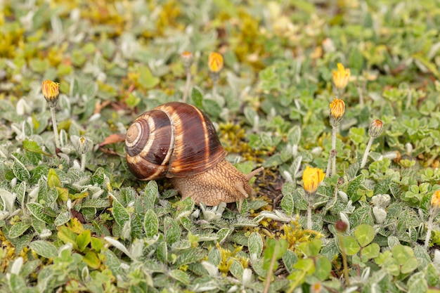 Burgundy snail (Helix pomatia) on wet grass in spring in France