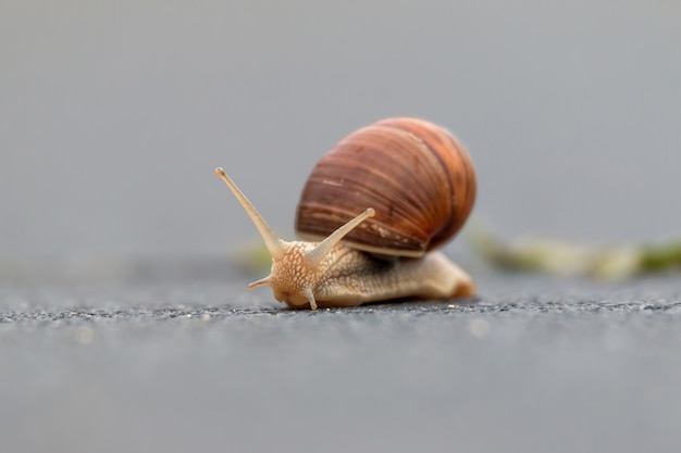 Burgundy snail