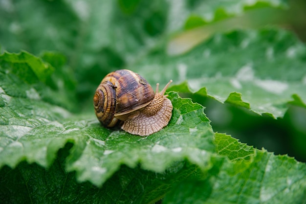 Burgundy snails Helix pomatia close up on a large green leaf The Edible snail Helix pomatia is a common large European land snail Beauty is in nature