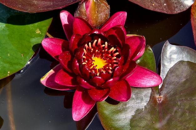 Burgundy water lily on the pond closeup