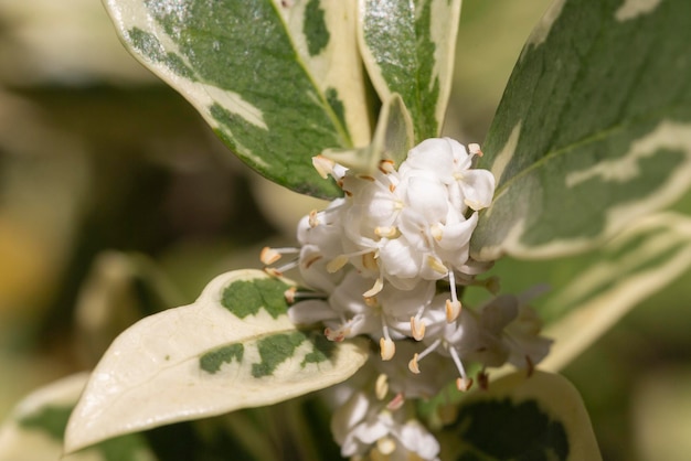 Burkwood osmanthus in spring covered in white scented flowers