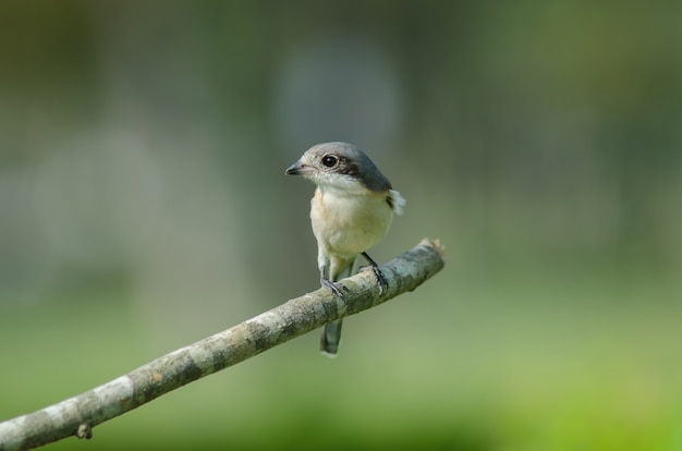 Burmese Shrike female perching on a branch