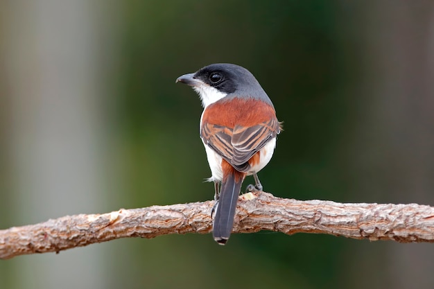 Burmese Shrike Lanius collurioides Birds of Thailand