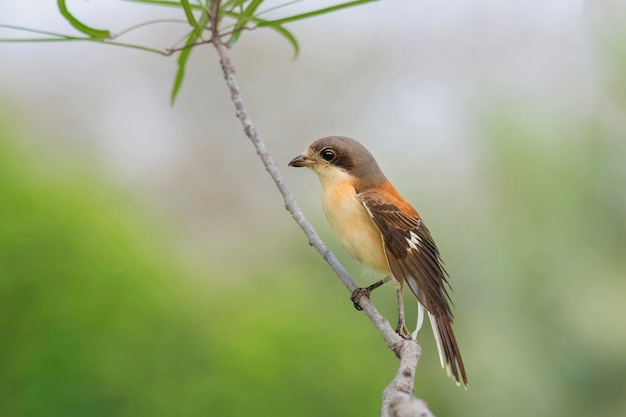 Burmese Shrike Lanius collurioides Birds of Thailand