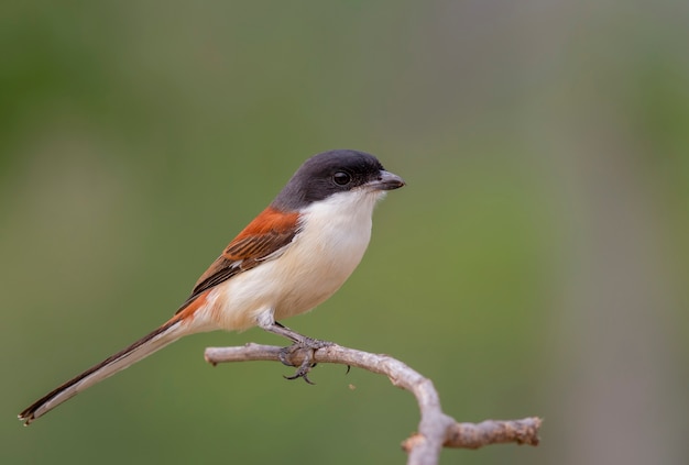 Burmese Shrike