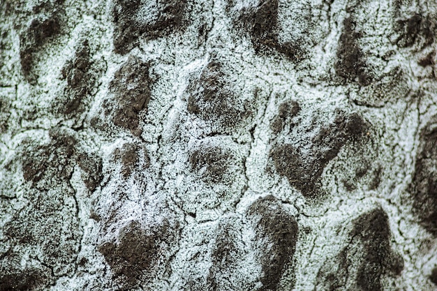 Burned tree in the snow background