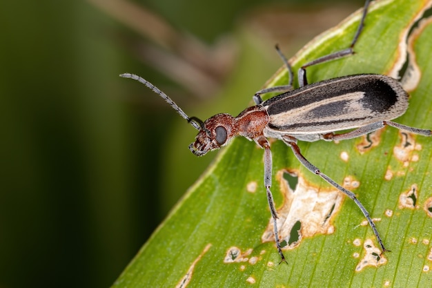 Burning Blister Beetle of the Genus Epicauta