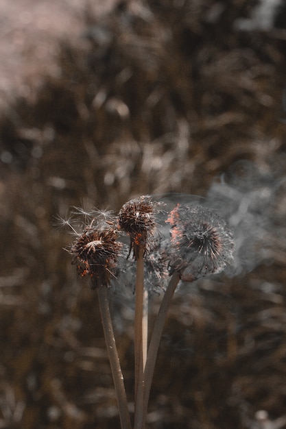 burning dandelions