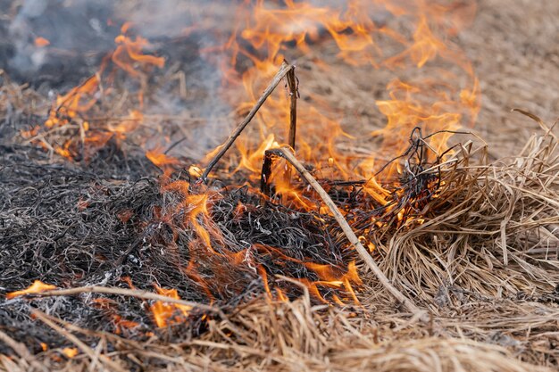 Burning dry grass in meadow of spring forest. Fire and smoke destroy all life. Soft focus, blur from wildfire.