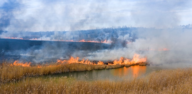 Burning dry grass near the forest. An ecological catastrophe, with harmful emissions in the atmosphere.