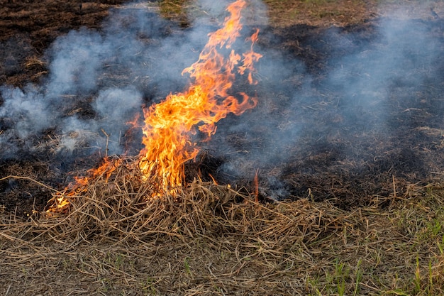 Burning rice straw in the agricultural land with fire flames for organic fertilizer