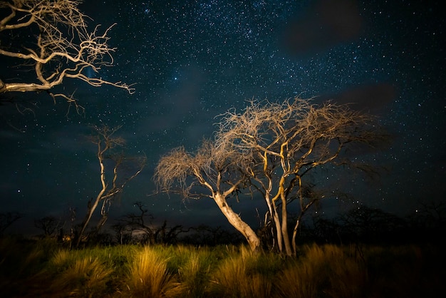 Burning trees photographed at night with a starry sky La Pampa province Patagonia Argentina