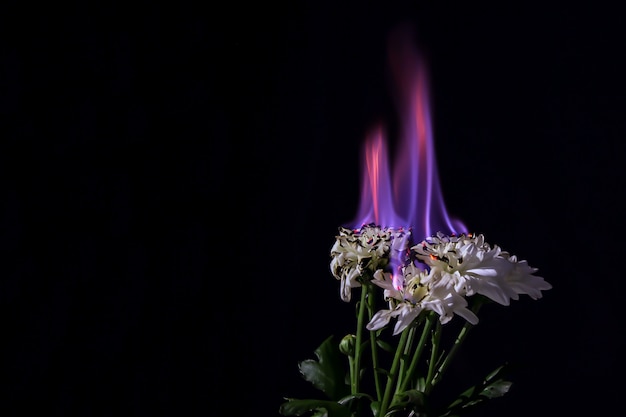 Burning white chrysanthemum in blue fire flame