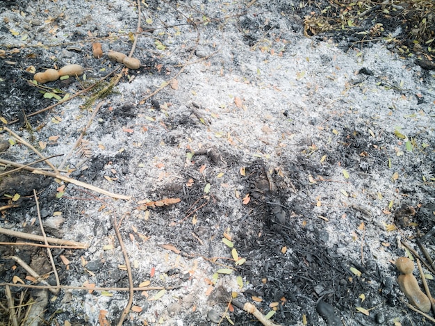 Burnt dry grass, black coals from the grass., Summer drought