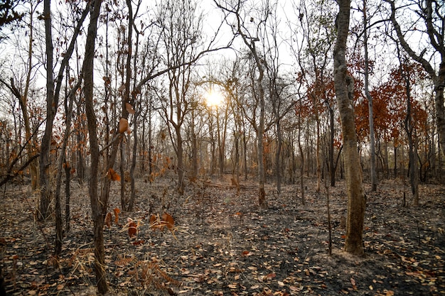 Burnt forest in the countryside from Thailnad