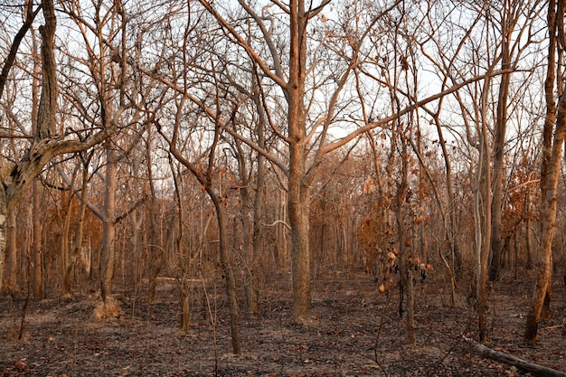 Burnt forest in the countryside from Thailnad