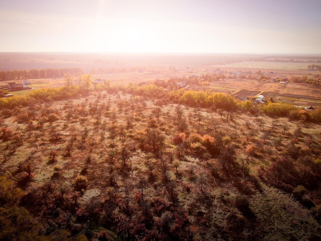 burnt plot of forest. ecology. aerial view