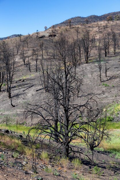 Burnt Trees on the side of a Mountain along the Road Summer Season