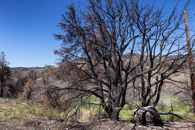 Burnt trees on the side of a mountain along the road summer season