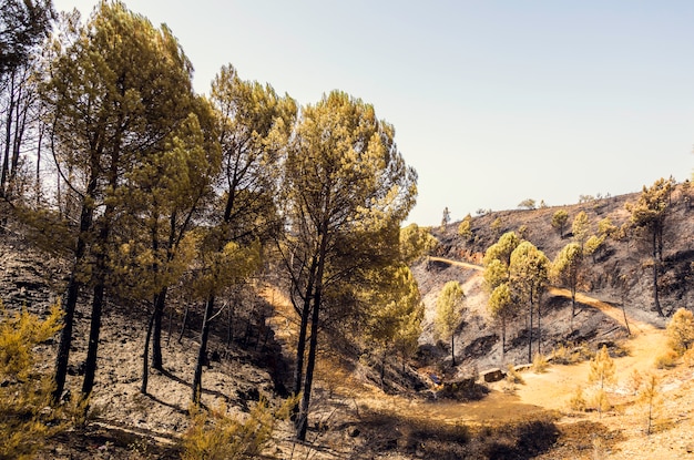 Burnt up charred pine trees after the fire in Nerva, Andalusia 