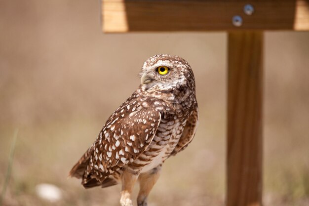 Photo burrowing owl athene cunicularia perched outside its burrow on marco island florida