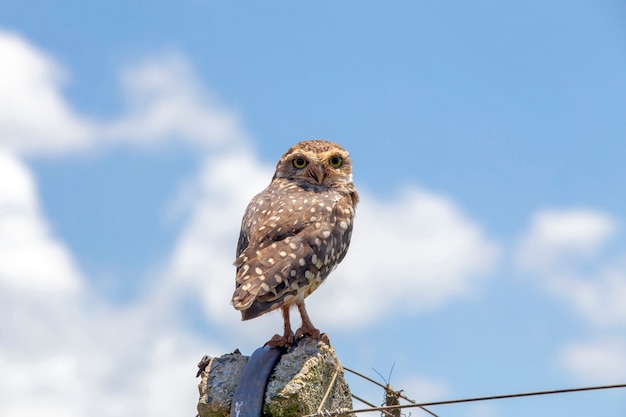 Burrowing owl under clear blue sky with clouds