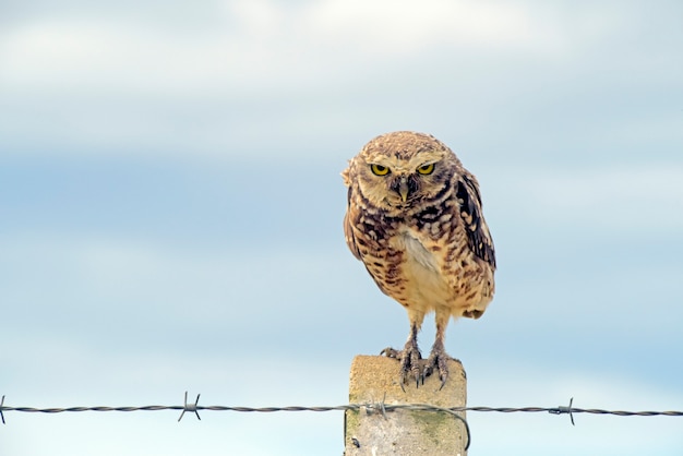 Burrowing owl over fence post in the field