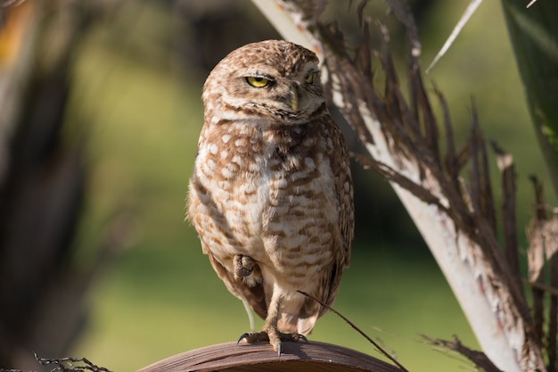 Burrowing owl in its natural habitat close up.