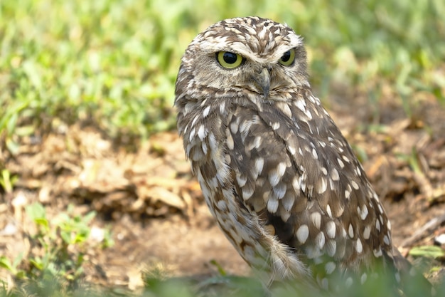 Burrowing owl