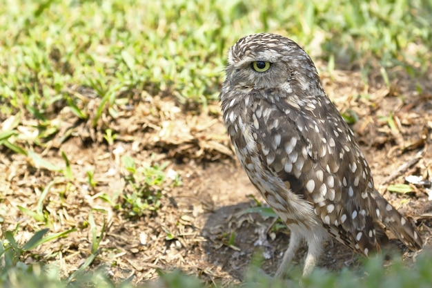 Burrowing owl