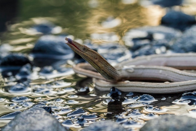 Burton's legless lizard or Lialis burtonis, Lialis burtonis pencil lizard on the wild