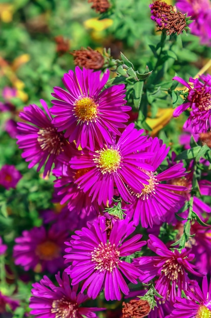 Bush of autumn flowers chrysanthemum as background