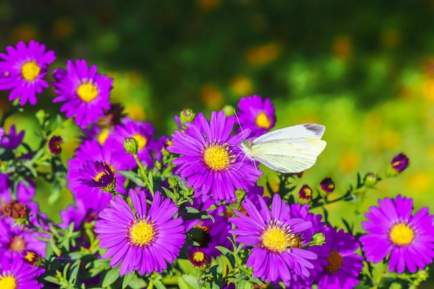 Bush of autumn flowers chrysanthemum as background