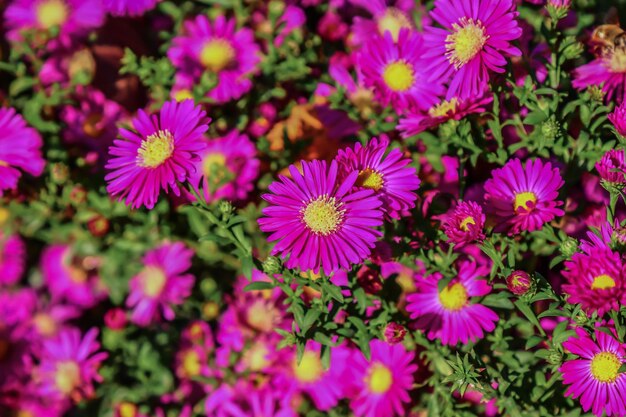 Bush of autumn flowers chrysanthemum as background