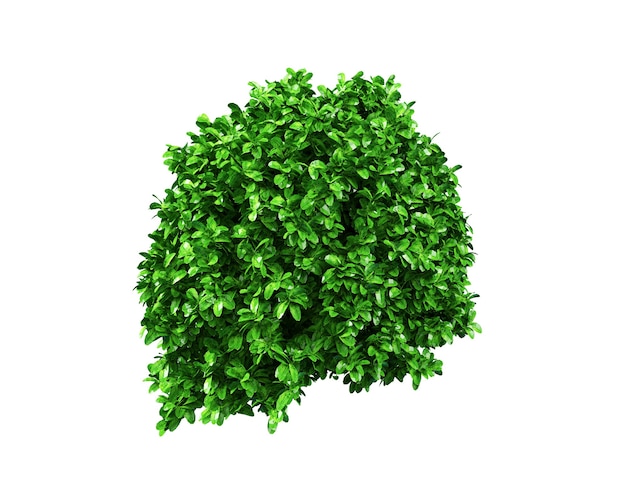 Bush basil 3d render isolated over white