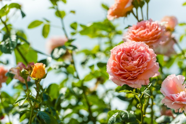 Bush of beautiful pink roses in a garden Filtered shot