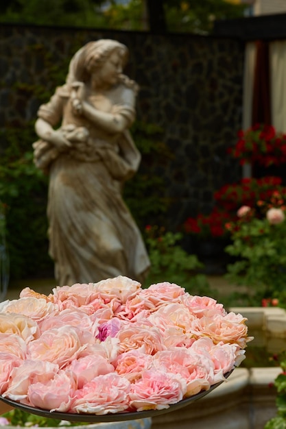 The bush of beautiful pink roses Shallow dof