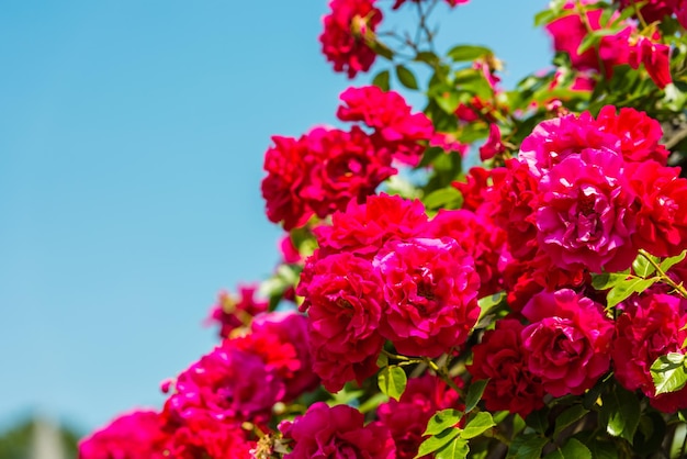 Bush of beautiful roses in a garden on the blue sky background