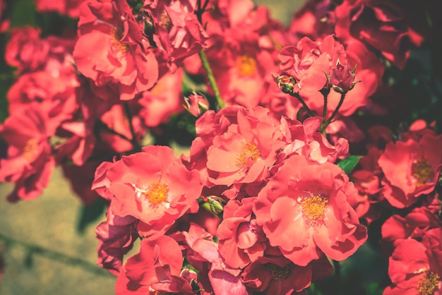 Bush of beautiful roses in a garden Filtered shot