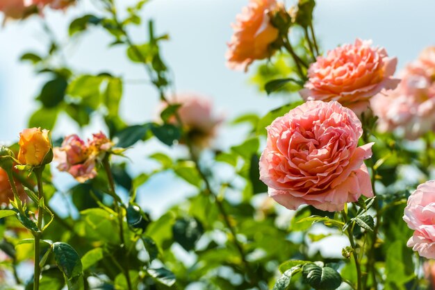 Bush of beautiful roses in a garden