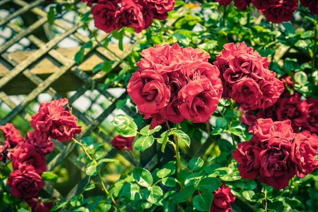 Bush of beautiful roses in a garden