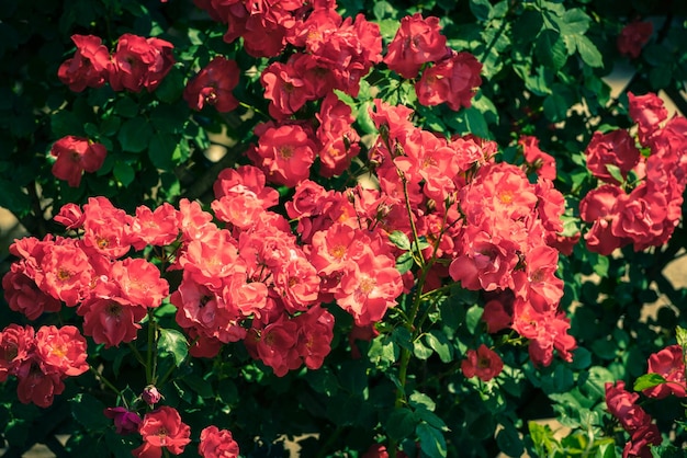 Bush of beautiful roses in a garden