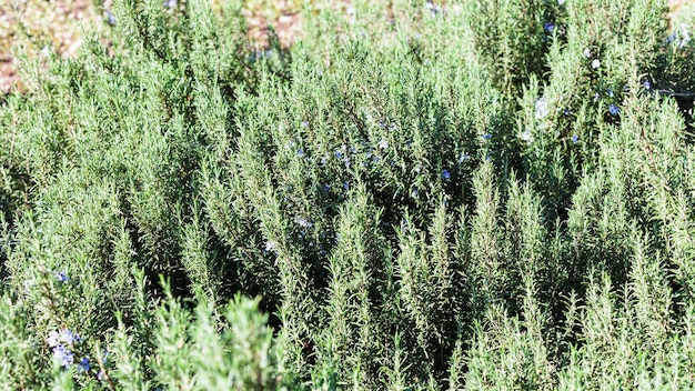 Bush of blossoming rosemary