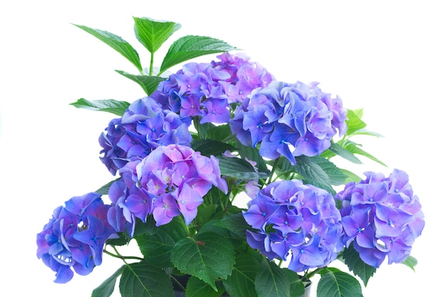 Bush of blue and violet hortensia flowers and leaves isolated on white